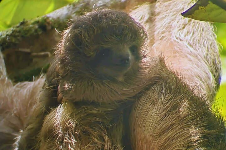 Private Rainforest Tour: Sloths, Hanging Bridges & Coffee